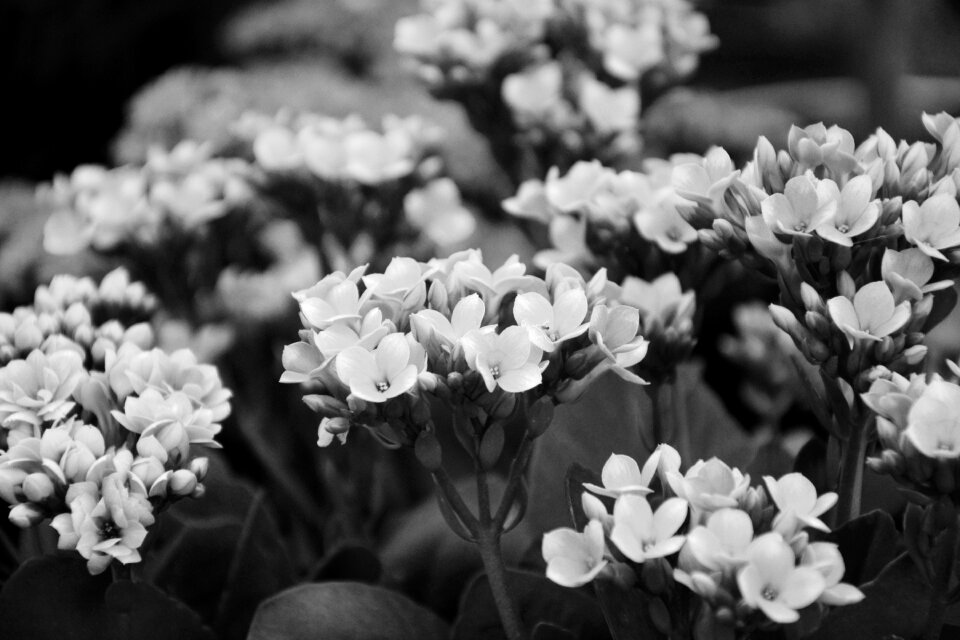 Massive flowers happiness garden