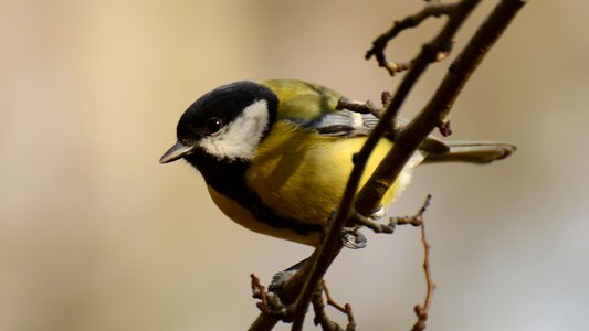 Chickadee great tit nature