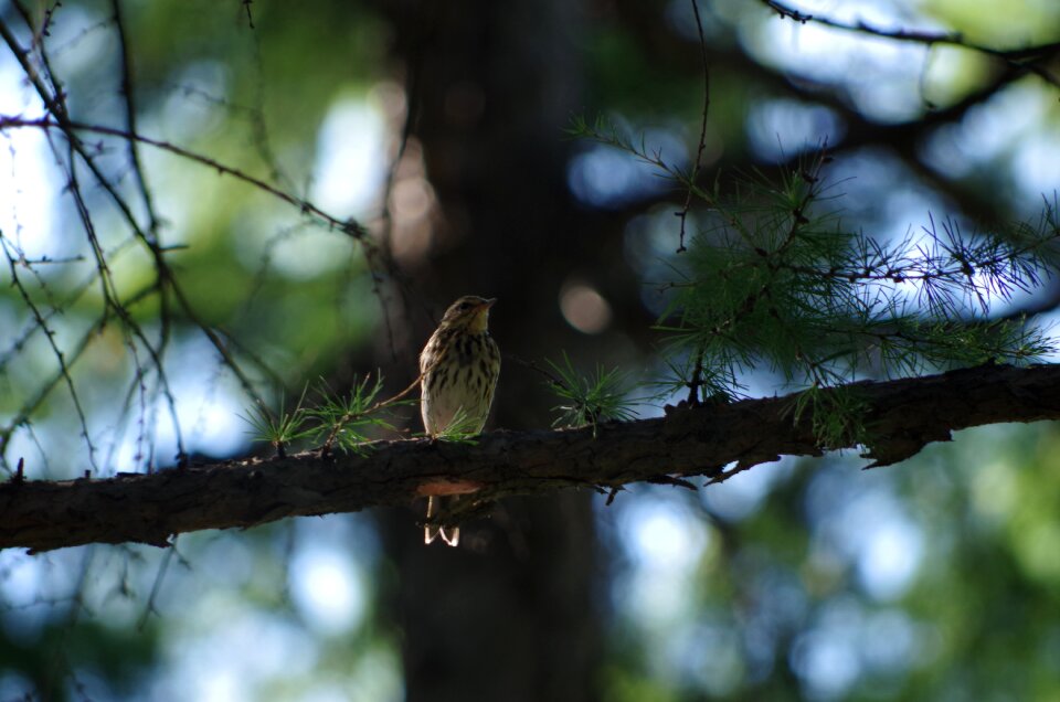 Birds bird aershan