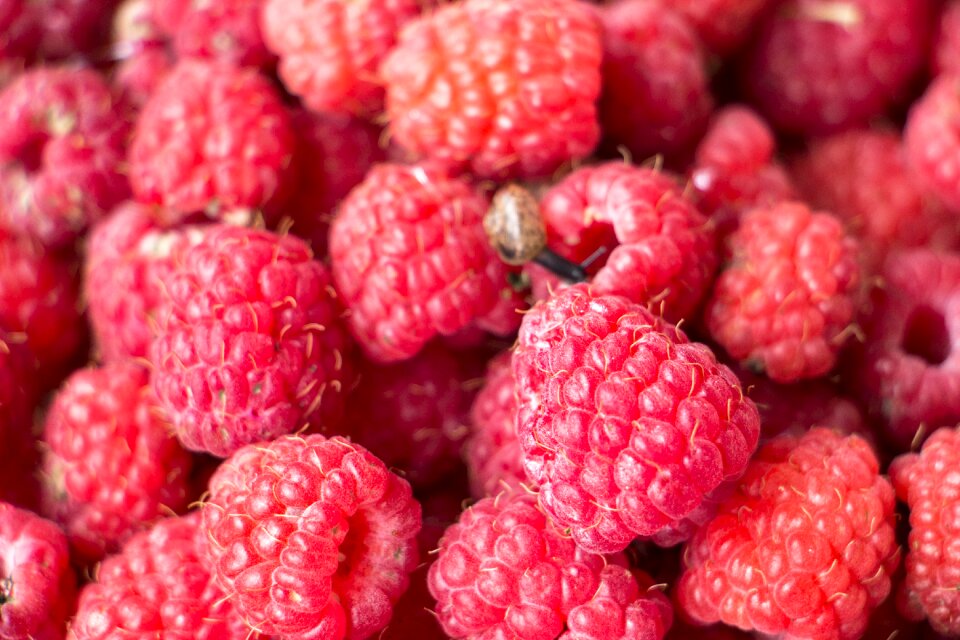 Berries fruit food