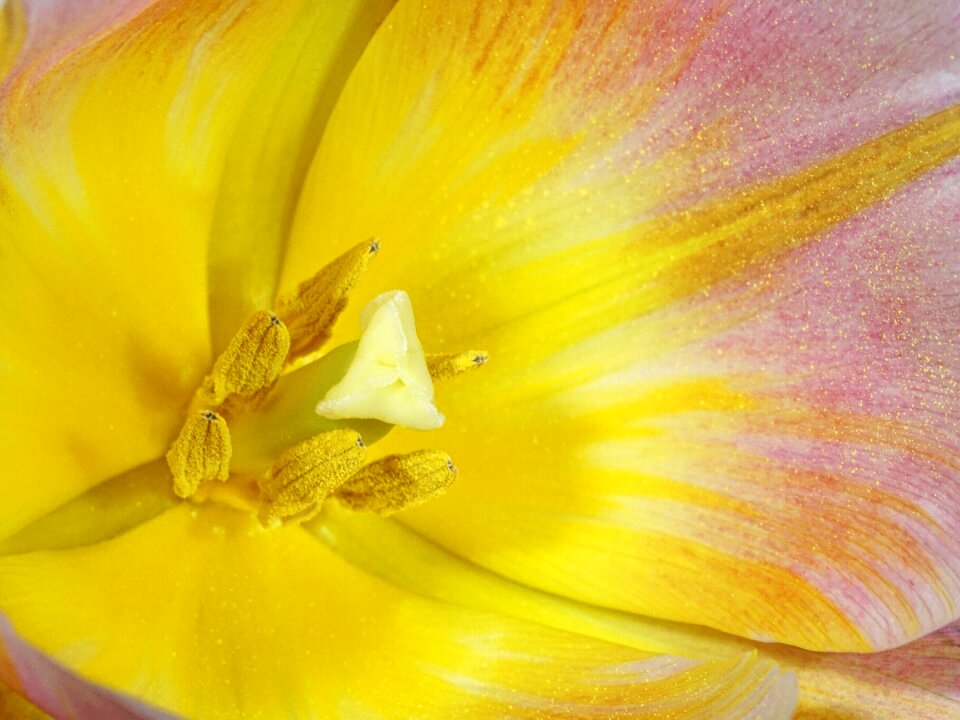 Pollen macro flower
