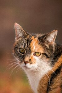 Animal cat portrait photo
