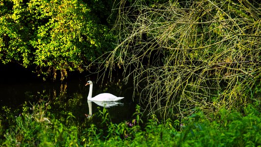 Mirror image lake nature