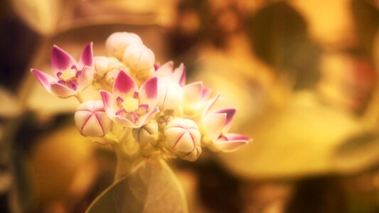 Sunlight pink flower leaves