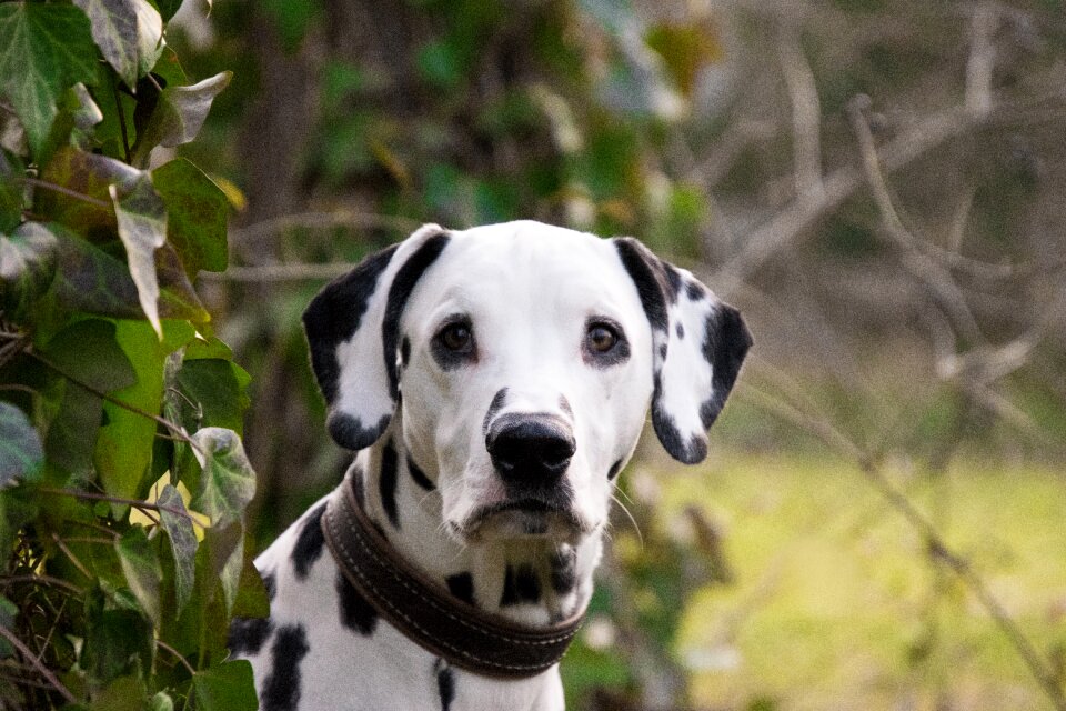 Cute pet dalmatians
