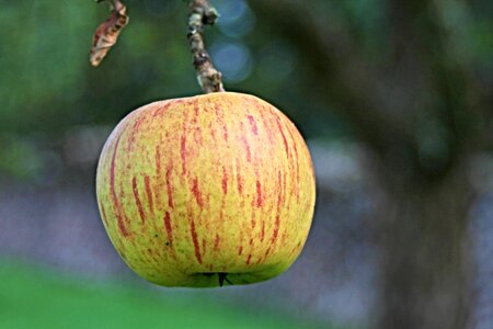 Autumn pome fruit kernobstgewaechs
