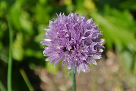 Purple flower spring photo