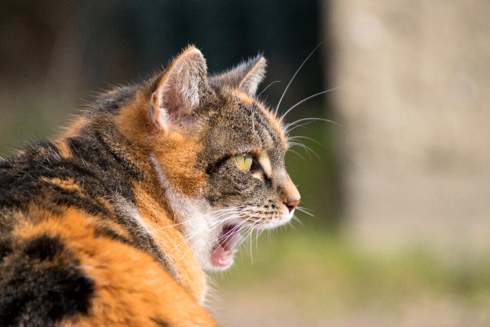 Nature cute mammal