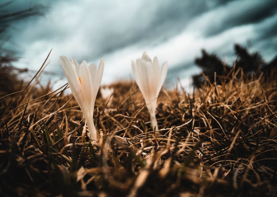 White petal bloom