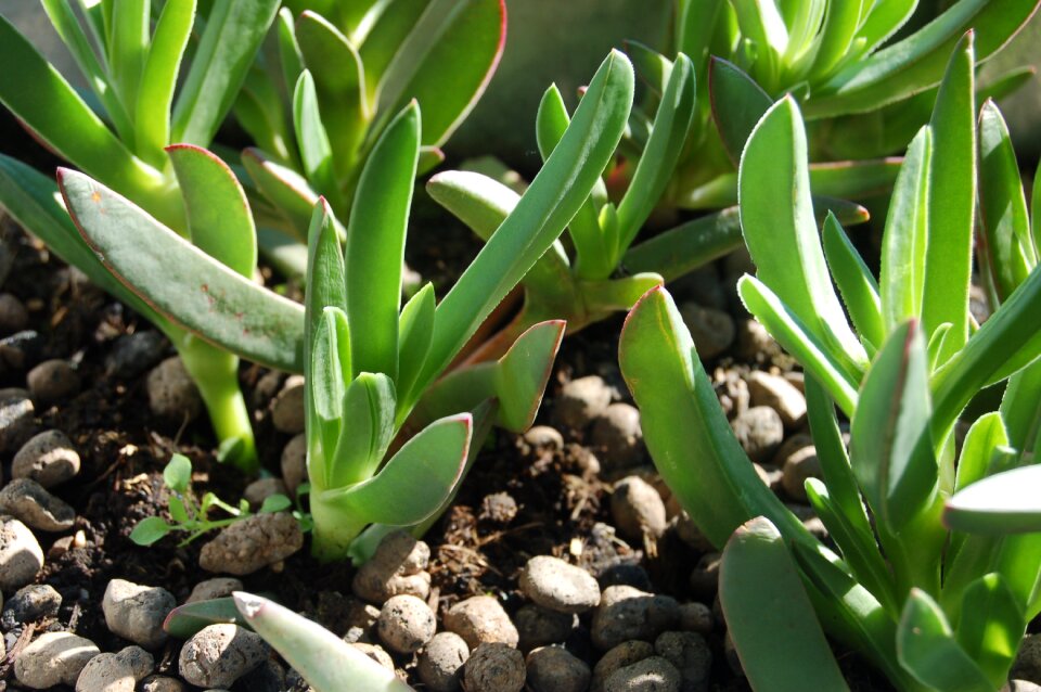 Carpobrotus hottentot fig succulent plant