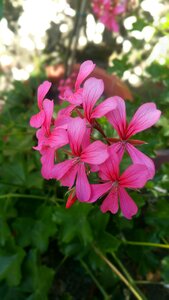 Purple flower garden gardening