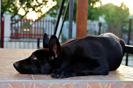 Lie dog cute