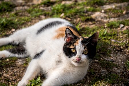 Outdoors cat wild