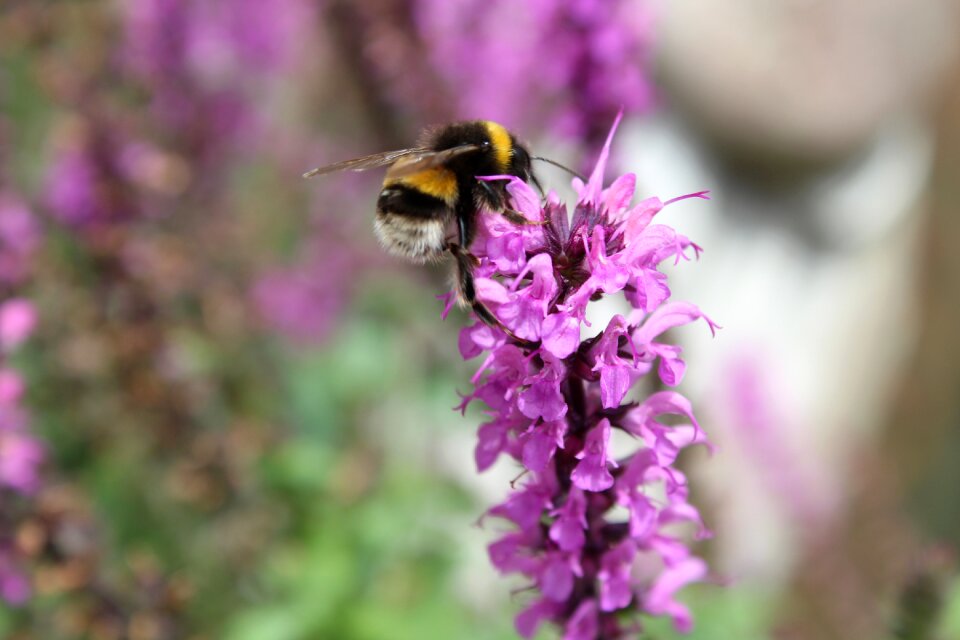 Pollen spring garden photo