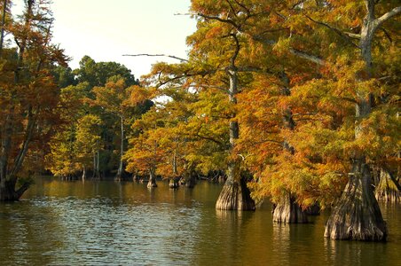 Leaf wood season photo