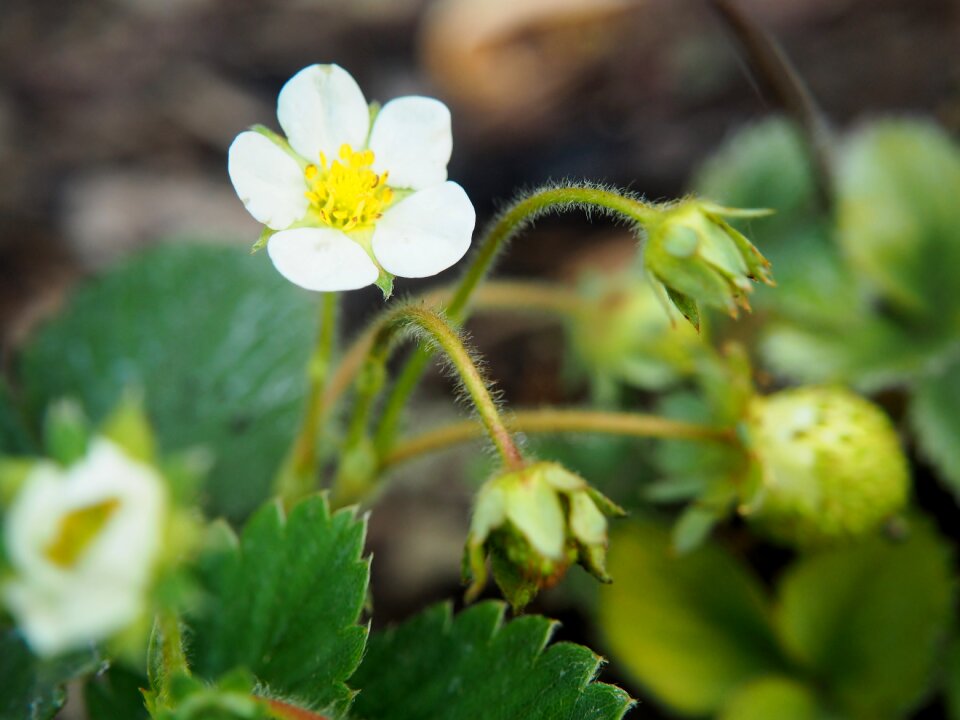 Garden strawberries strawberry