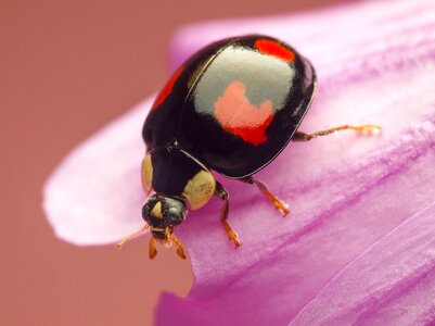 Beetle outdoors little