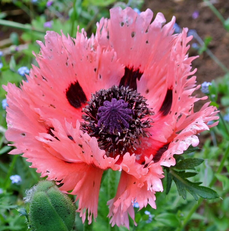 Flower ragged petals