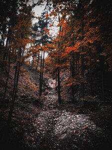 Path leaves fall