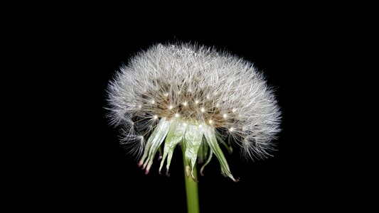 Dandelion flowers nature photo