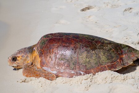 Gulf of mexico panhandle turtle