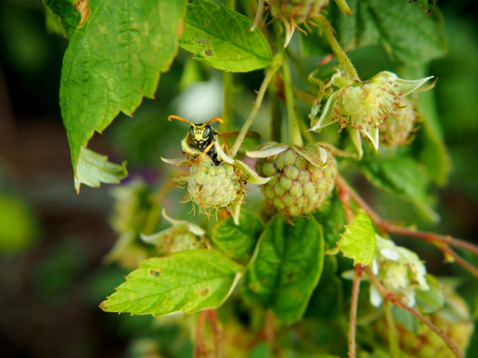 Garden fruit fruits