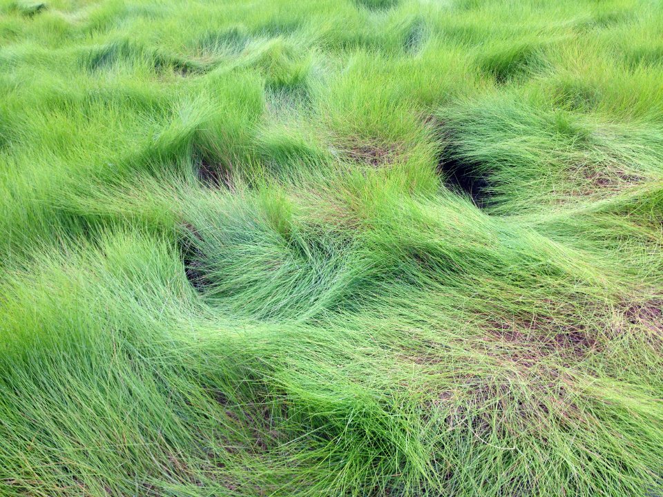 Spartina patens NPS