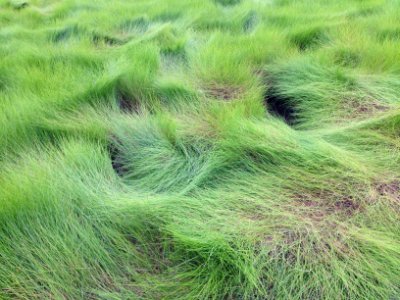 Spartina patens NPS