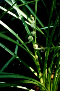 Sparganium americanum NRCS-2