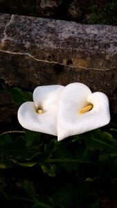 Flower heart white flower