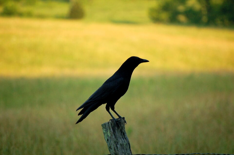 Outdoors animal wild