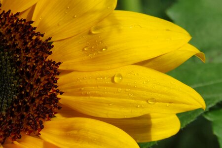 Nature yellow flower pollen