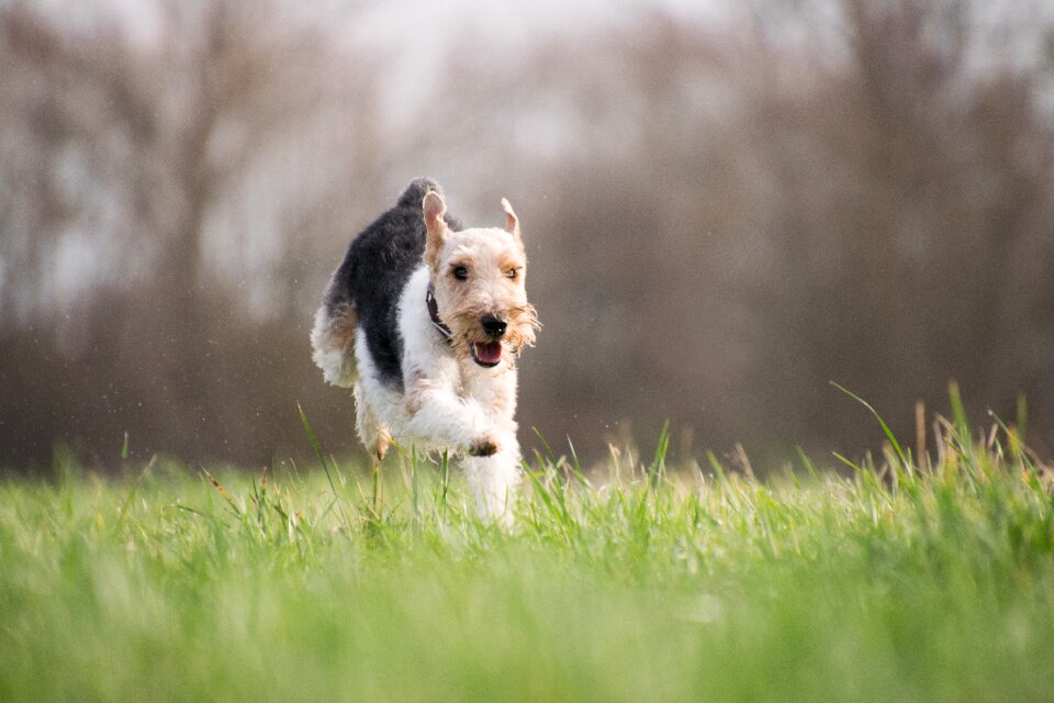 Animal nature terrier