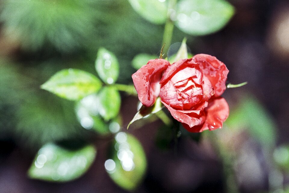 Red roses love red rose