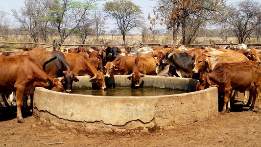 Farm drinking country