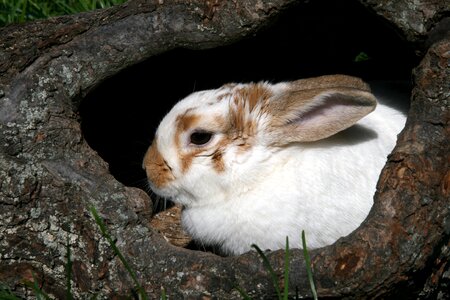Hollow log white animal