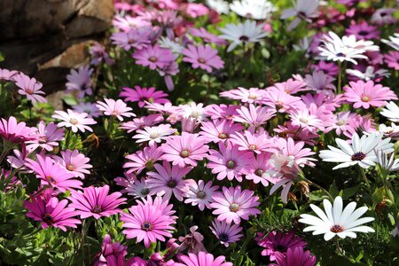 Garden petal flowering