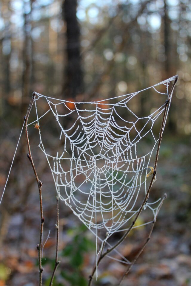 Cobweb gefrohren winter