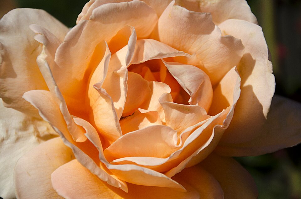 Desktop rose blooming
