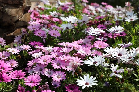 Petal garden flowering