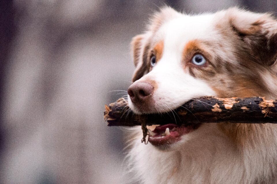 Mammal dog australian shepherd