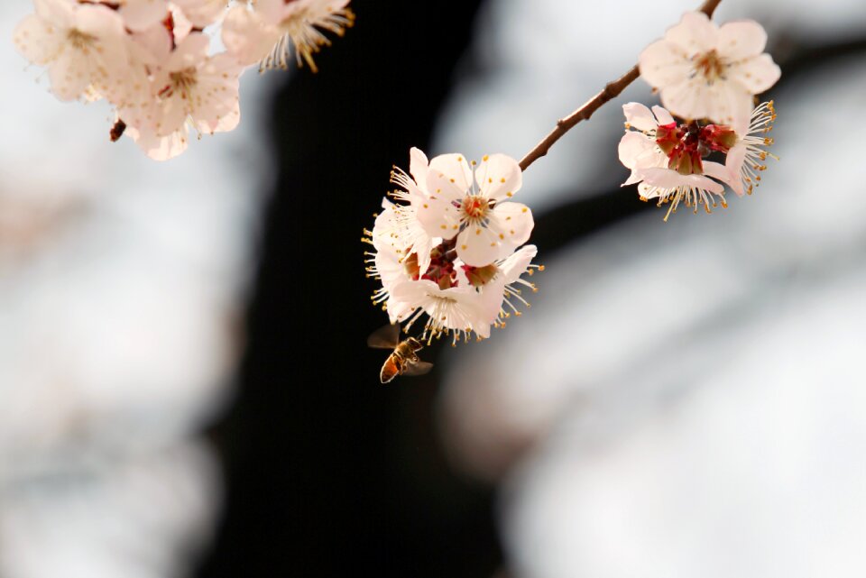 April nature flower tree