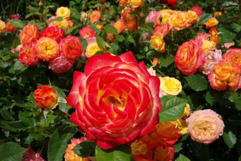 Rose blooms rose bloom red rose