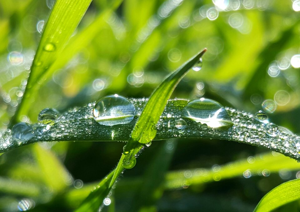 Raindrop rain grass