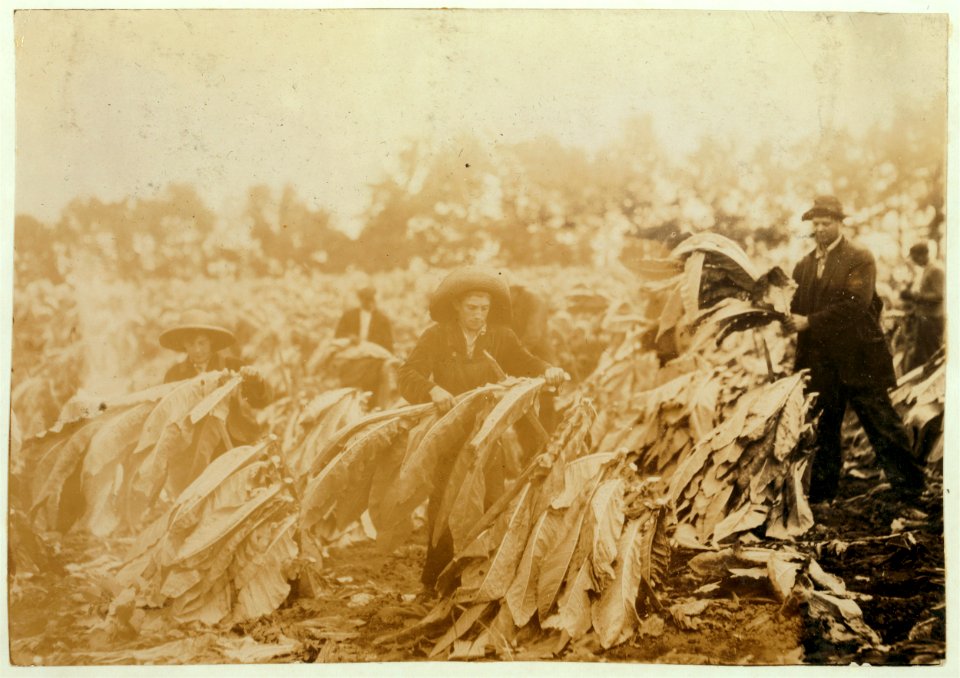 Spiking tobacco on Lowe farm. Roland 13 and Bush 14 years old will go to Pretty Run School in a week or two, when tobacco is all in. It is a school day and school began 2 months ago. Boys LOC nclc.00530