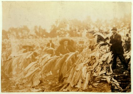 Spiking tobacco on Lowe farm. Roland 13 and Bush 14 years old will go to Pretty Run School in a week or two, when tobacco is all in. It is a school day and school began 2 months ago. Boys LOC nclc.00530