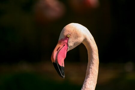 Flamingo pink bill photo