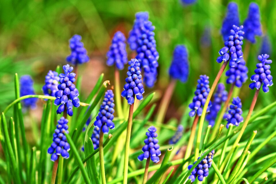 Plant bulbous springtime