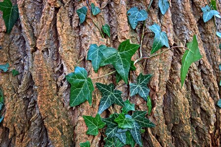 Ivy leaf foliage photo