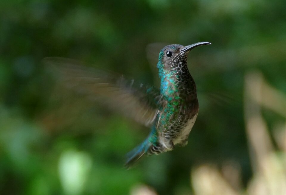 Nature tropical bird animals